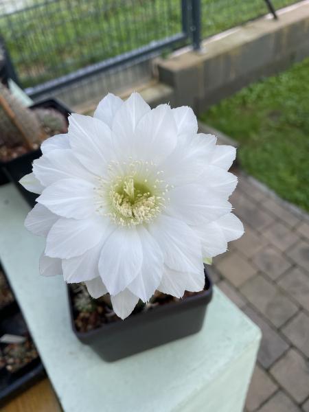 Echinopsis eyriesii
